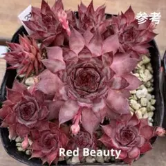 リトル・ニュー・ウェーブ様 リクエスト 3点 まとめ商品