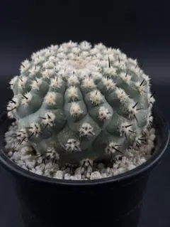 2025年最新】copiapoaの人気アイテム - メルカリ