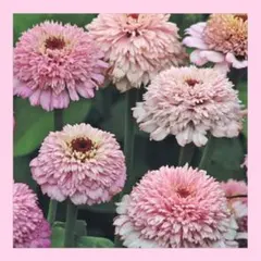 桜様 リクエスト 4点 まとめ商品