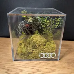 Audi　ドライ　テラリウム（非売品）のサムネイル