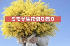 このは農園様専用 ミモザ苗 ミランドール 房アカシア2本おまとめ