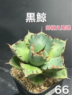 アガベ　チタノタ　黒鯨 OC株‼️ブラックホエール‼️鉢植え発送‼️ 66のサムネイル
