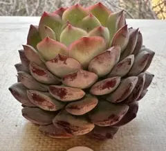 F*ち様 2839新入荷　エメラルドワルツ　エケベリア　多肉植物　撮影2月20日