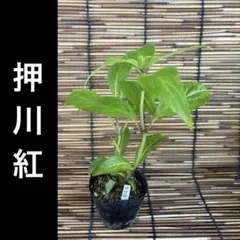 九重紫紅 ポットごと 山アジサイ 紫陽花 ヤマアジサイ - メルカリ