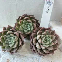 りぃゆ☆プロフ見て欲しい系女子様 リクエスト 4点 まとめ商品