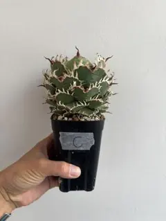 taa36アガベ　フィリグリー　メルカリ便 m75935471458_1.jpg?1734437353