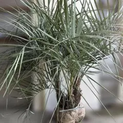 2026年最新】ココスヤシの子株の人気アイテム - メルカリ