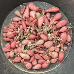 野うさぎのはな様 リクエスト 2点 まとめ商品