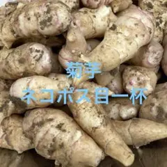 掘りたて‼︎ 新鮮な菊芋✳︎ネコポス(1kg)目一杯