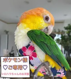 Item thumbnail for item fc2e8c6d-5264-4f02-873c-a22f9dead80b