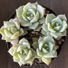 Y&S様 リクエスト 2点 まとめ商品