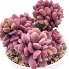 さ*ん様 【極上苗】チェリーボンボン ぼのぼのさん 多肉植物 自家繁殖苗のサムネイル