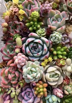 多肉植物カット苗詰め合わせ♡19×12cm 大パック♡寄せ植え 多肉弁当