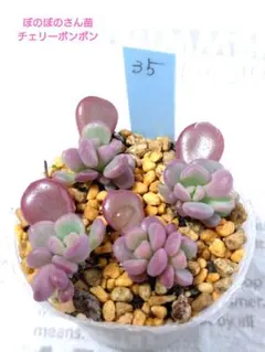 2025年最新】ぼのぼのさん苗の人気アイテム - メルカリ