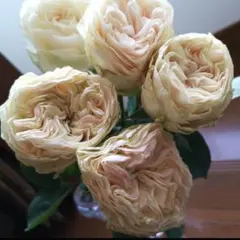 メイʕ•ᴥ•ʔ様専用