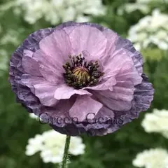 にゃん太様 リクエスト 2点 まとめ商品