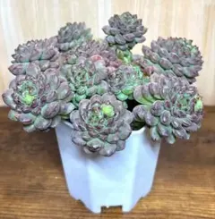 010703 多肉植物　多肉　寄せ植え　多肉植物寄せ植え　ストロベリームース