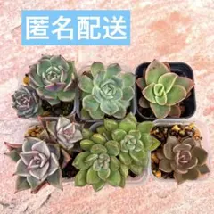 Q0039 多肉植物 35株の大苗セット カット苗 エケベリア 韓国苗 - メルカリ