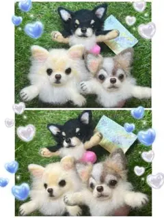 なな様　羊毛フェルト犬　ご確認用