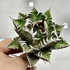 アガベ　白鯨　陽炎　強白爪　極上大子株 Amazon.co.jp: B1 極上子株 アガベ チタノタ 白鯨 強棘 陽炎狂刺