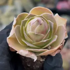 ✼✿咲桜✿✼様 リクエスト 2点 まとめ商品