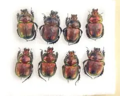 アシナガコガネ　標本　大量 アシナガコガネの一種 Pachycnema sp. ペア 南アフリカ - Insect