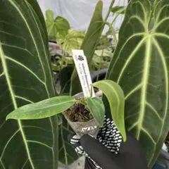 ポチ様 リクエスト 5点 まとめ商品