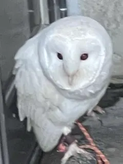 Item thumbnail for item 02f77a10-6092-45e0-bfa3-de4b023c0c08