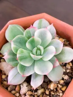 ＊もも＊様 リクエスト 2点 まとめ商品