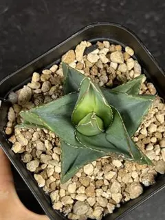 2025年最新】笹の雪 アガベの人気アイテム - メルカリ