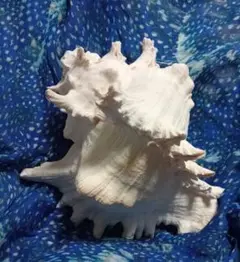 テング貝　優しい色の貝一点もの　四方約20cm　存在感ある大きさ巻貝オブジェ