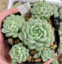 Merry様 リクエスト 2点 まとめ商品