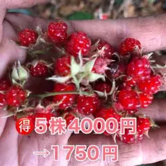 ⭐️冬苺苗5株⭐️ 5株4000円→1750円　木苺苗　木いちご　フユイチゴ苗のサムネイル