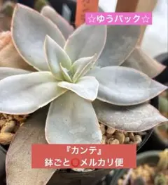 ❖花華様リクエスト 3点おまとめ〈同梱150円引〉