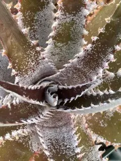 DBディッキア Dyckia Bill Baker hybrid #237 ⑵ DBディッキア Dyckia Bill Baker hybrid #237 ⑴ - メルカリ