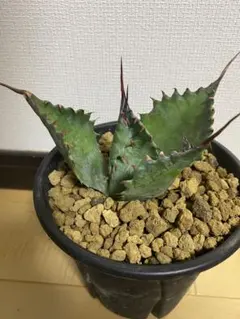 2025年最新】アガベ パラサナ イシスメンシスの人気アイテム - メルカリ