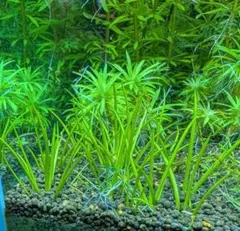 m’z様 リクエスト 2点 まとめ商品