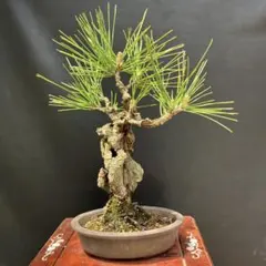 黒松（クロマツ）盆栽 SS005 盆栽 ：黒松* 現品 くろまつ クロマツ Kuromatsu bonsai 中品盆栽