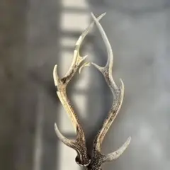 2026年最新】鹿の角 オブジェの人気アイテム - メルカリ