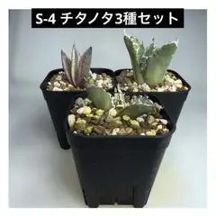2025年最新】アガベ チタノタ セットの人気アイテム - メルカリ