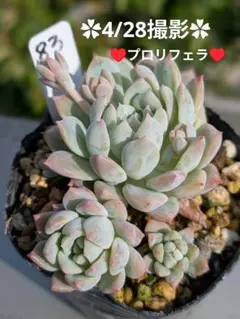 多肉植物プロリフェラ抜き苗6㎝ポット - メルカリ