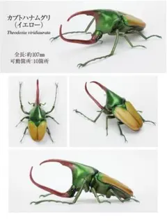 【年代物】カブトムシ、ハナムグリ標本セット 年代物】カブトムシ、ハナムグリ標本セット 年代物】カブトムシ