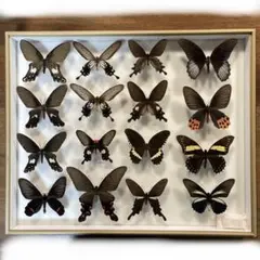 2025年最新】蝶標本 ドイツ箱の人気アイテム - メルカリ