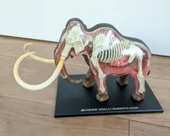 2025年最新】4d vision 解剖の人気アイテム - メルカリ