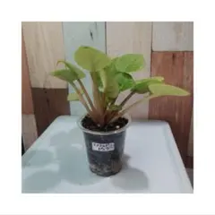 hacchi様 リクエスト 7点 まとめ商品