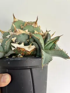 アガベ チタノタ 皇冠 Agave 悪魔 ブツブツ アガベ チタノタ 皇冠 2 Agave 悪魔 ブツブツ - メルカリ
