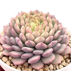 た*代様 【極上苗】ミックスベリア ちょこん 多肉植物 おらいさん 自家繁殖苗