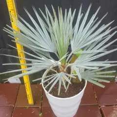 2026年最新】ブラヘアアルマータ種の人気アイテム - メルカリ