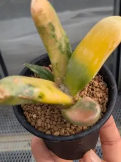 2025年最新】竜角牡丹の人気アイテム - メルカリ