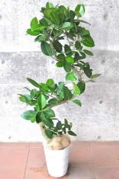 大型 フィカス ベンガレンシス 曲がり仕立て 8号 陶器鉢 植え込み発送